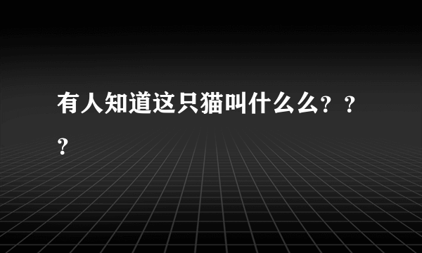 有人知道这只猫叫什么么？？？