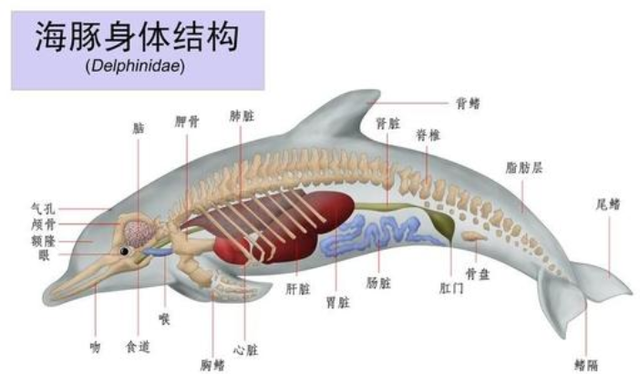 深圳海湾出现白海豚，白海豚为什么不是白色的？