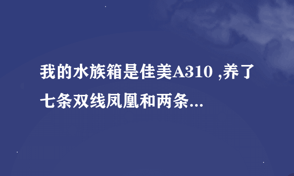 我的水族箱是佳美A310 ,养了七条双线凤凰和两条清道夫，清道夫老是喜欢趴在过滤器上面，这样没关系吗？