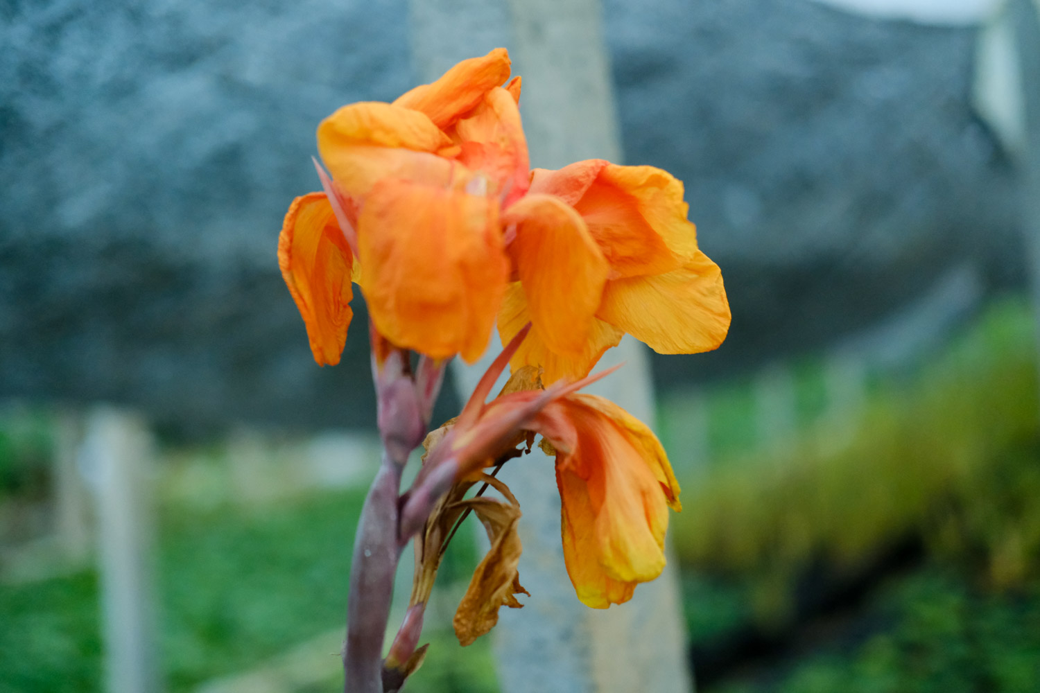 美人蕉是什么植物?