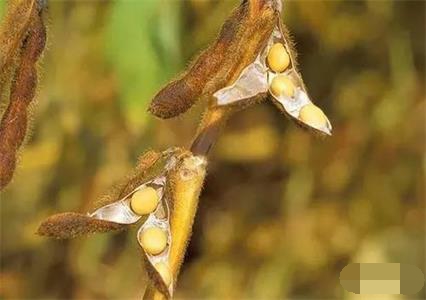 植物播种的方法有哪些