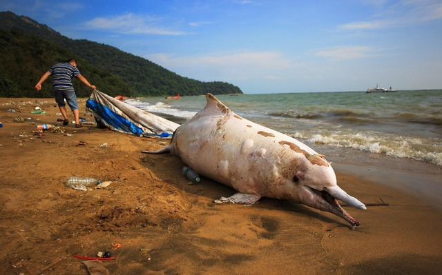 深圳海湾出现白海豚，白海豚为什么不是白色的？