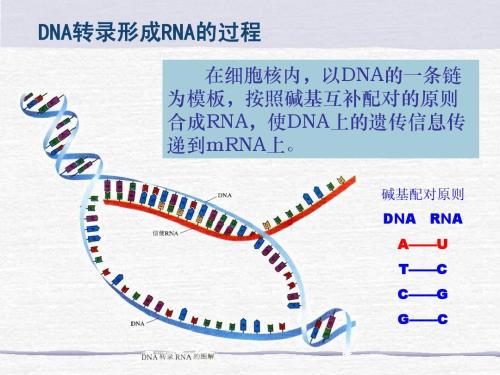 DNA的转录过程简述