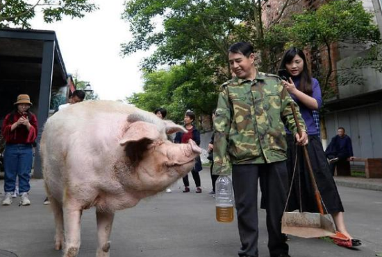 “猪坚强”已入弥留，猪坚强近况怎样？