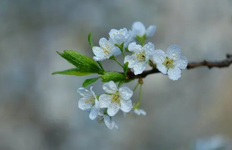 梨花带雨是什么意思?