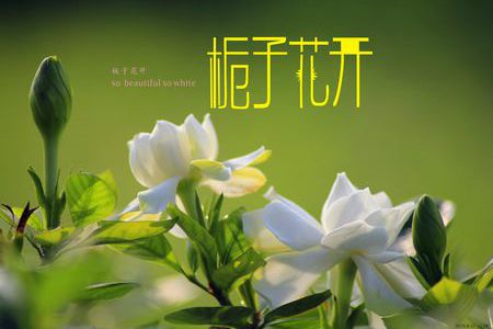 <栀子花开>的歌词