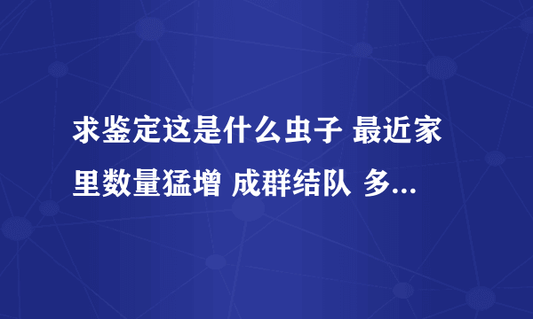 求鉴定这是什么虫子 最近家里数量猛增 成群结队 多见于墙壁和地板上 求解决办法