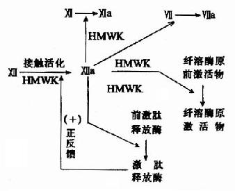 凝血八因子的简介