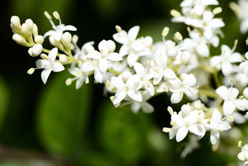 夜来香花有什么功效