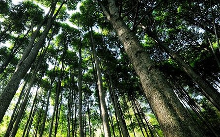 被誉为植物中的大熊猫的一种植物是什么？