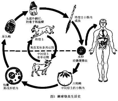 包虫的介绍