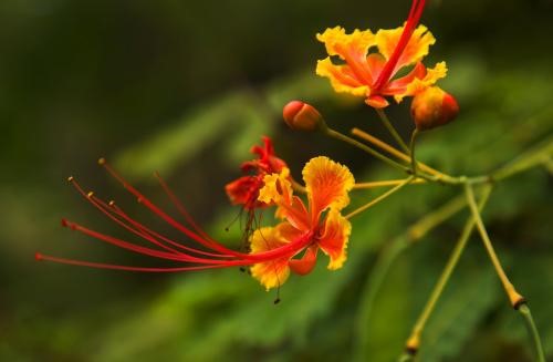 “凤凰花”的花语是什么？有什么意义？