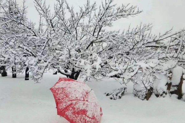 黑龙江连发20个暴雪预警，本次降雪有多严重？