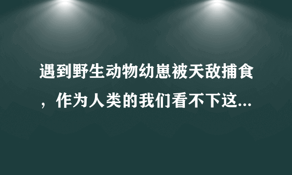 遇到野生动物幼崽被天敌捕食，作为人类的我们看不下这种场面，该出手相助吗?（假如都不是国家珍惜动物）