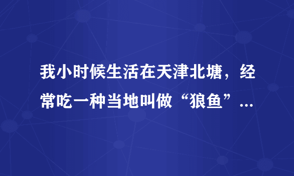 我小时候生活在天津北塘，经常吃一种当地叫做“狼鱼”的鱼，形似鳝鱼，请问这种鱼的学名是什么？