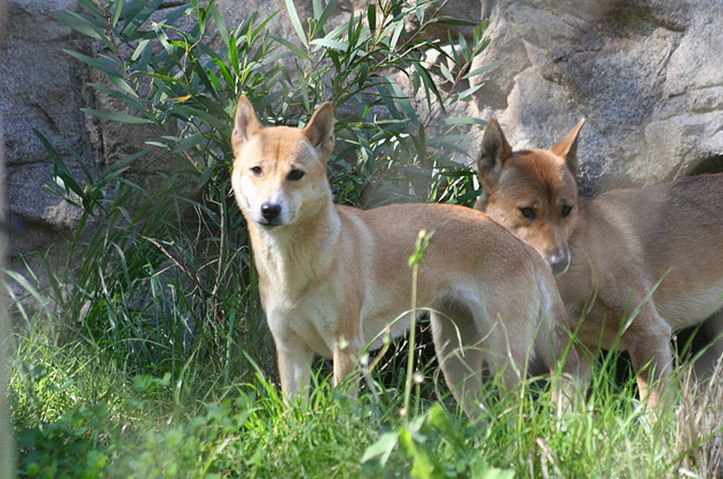 新几内亚歌唱犬的介绍