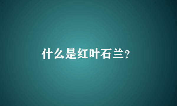 什么是红叶石兰？