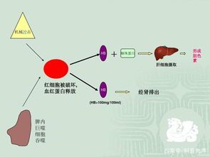 胆红素偏高，是什么原因引起的？