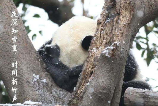 2021年成都第一场雪来了？