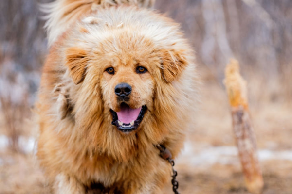 藏獒和藏犬有什么区别