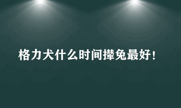 格力犬什么时间撵兔最好！