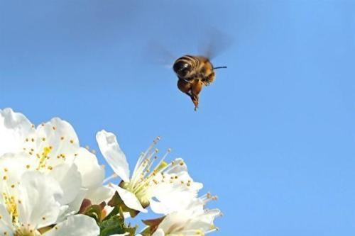 蜜蜂从地球上消失了会怎样？