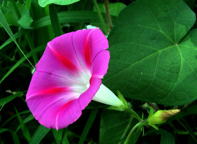 牵牛花的花语是什么？