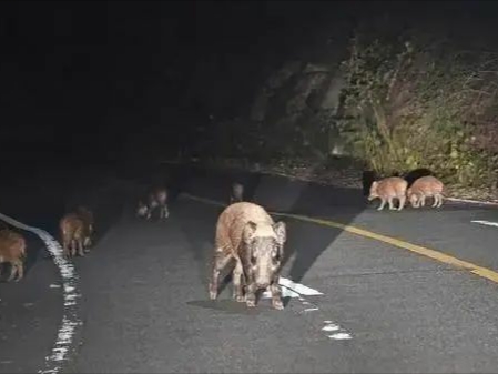 日本福岛出现放射性杂交野猪，新的野猪物种是如何产生的？