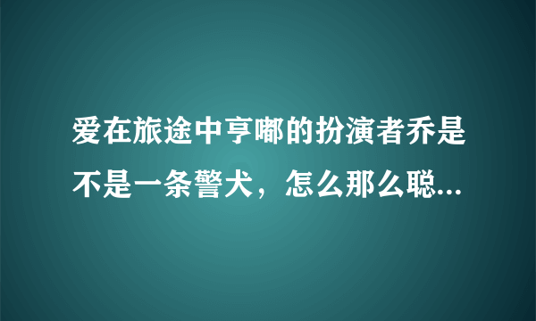 爱在旅途中亨嘟的扮演者乔是不是一条警犬，怎么那么聪明听话呢？太可爱了！