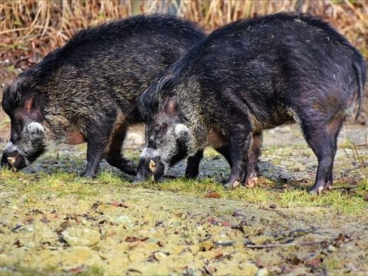 日本福岛出现放射性杂交野猪，新的野猪物种是如何产生的？