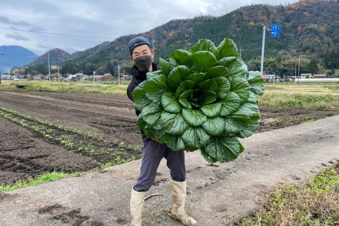 近日，日本菜农收获巨型油菜，重达6.2公斤，它是怎么种出来的？