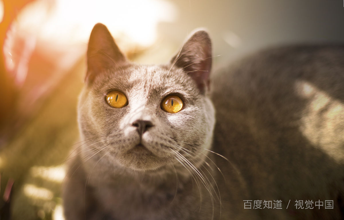 家中死猫是什么预兆？