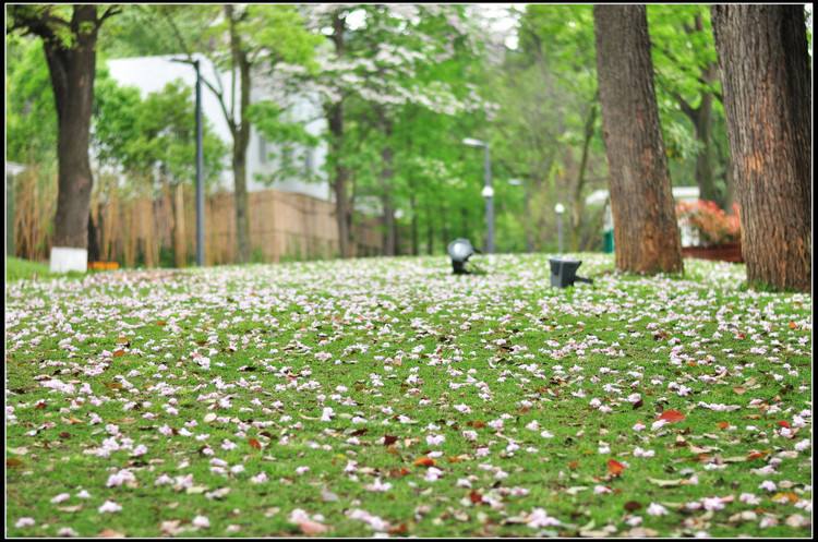 花开花落终有时，相逢相聚本无意。这是什么意思？