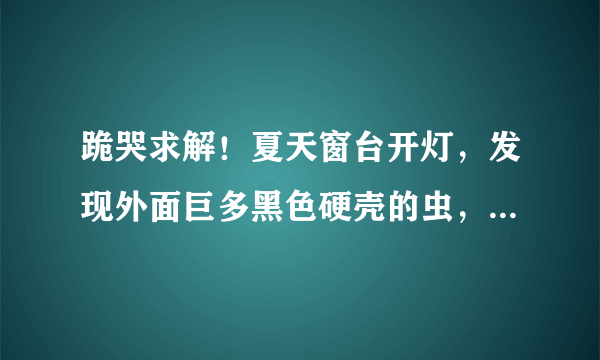 跪哭求解！夏天窗台开灯，发现外面巨多黑色硬壳的虫，想知道是什么虫，要怎么消灭啊？