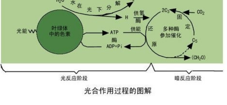 光合作用的过程是怎么样的？