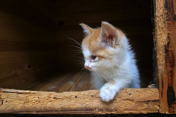 猫主人回应高空坠猫砸晕老人事件，猫自己逃跑就是猫的错吗？