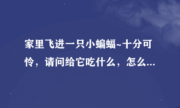 家里飞进一只小蝙蝠~十分可怜，请问给它吃什么，怎么照顾？它周围适宜的温度是多少，信息越全越好啊，急