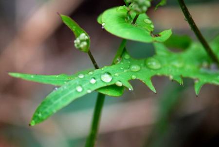 描写雨的四字词语有哪些？