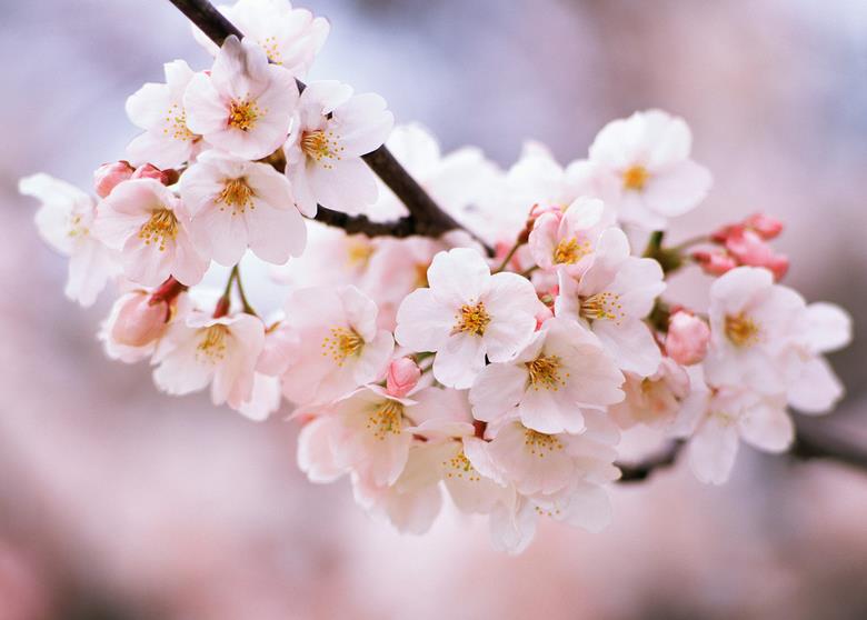 三四月份是什么季节？樱花会开吗？