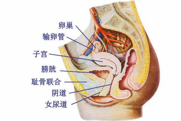 女性耻骨在什么地方图片