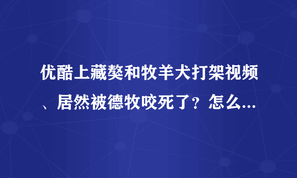 优酷上藏獒和牧羊犬打架视频、居然被德牧咬死了？怎么回事啊？难道藏獒打不过德牧？