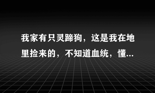 我家有只灵蹄狗，这是我在地里捡来的，不知道血统，懂得人帮我看看这狗好不好，我养了4个月了，想卖掉，