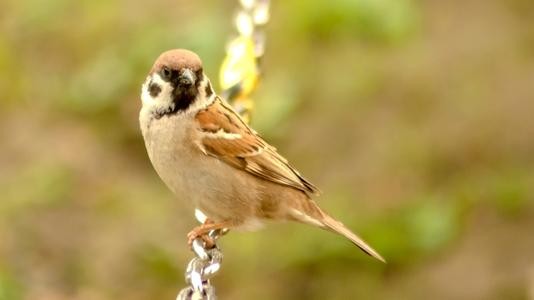 麻雀全身长什么样子，有什么颜色、花纹？