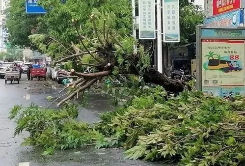 台风木兰登陆，女子被吹成“赛亚人”！台风木兰名称的由来是什么？