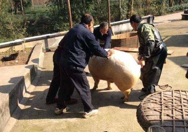 过年农村有杀猪的风俗，为什么过年要杀猪？