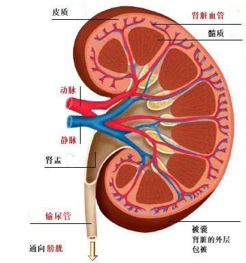 肾脏肿瘤的常见类型