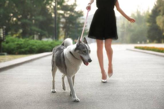 上海一女子当街疯狂抽打宠物犬，如何看待女子的虐狗行为？