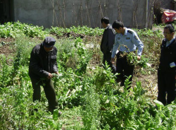 李某在自己的土地上种植鸦片发现违反了法律又将其铲除掉这种行为给予什麽处发？