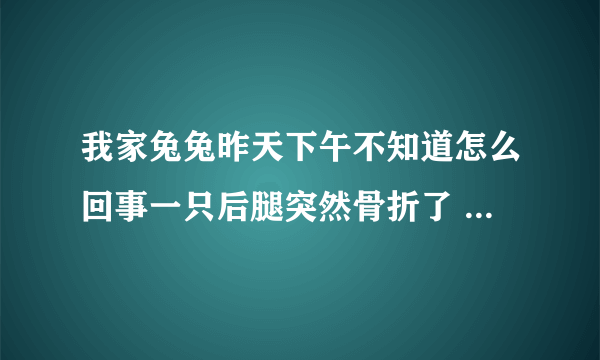 我家兔兔昨天下午不知道怎么回事一只后腿突然骨折了 怎么办啊？？