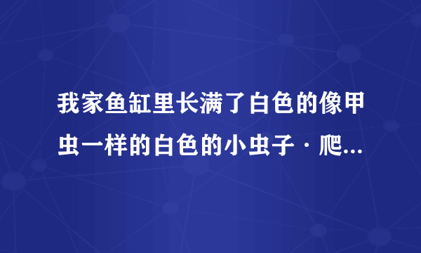 我家鱼缸里长满了白色的像甲虫一样的白色的小虫子·爬在缸壁上·是什么虫子·？怎么办》